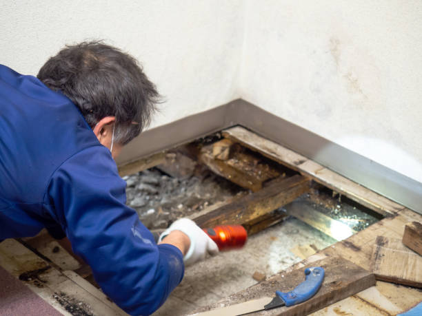 Best Kitchen Mold Remediation in Homer, MI