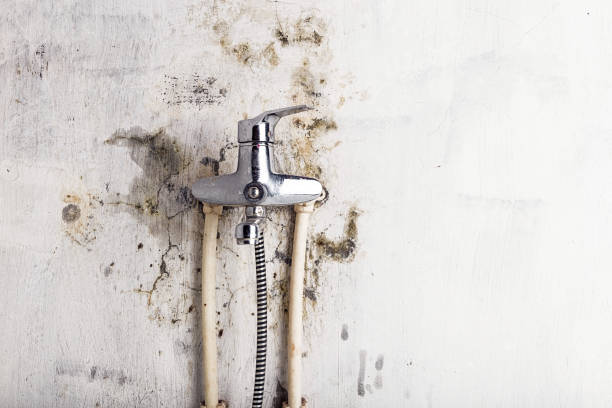 Best Health and Safety Mold Remediation in Homer, MI
