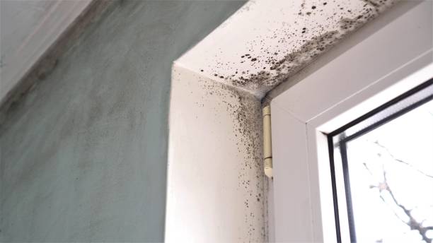 Best Black Mold Remediation in Homer, MI