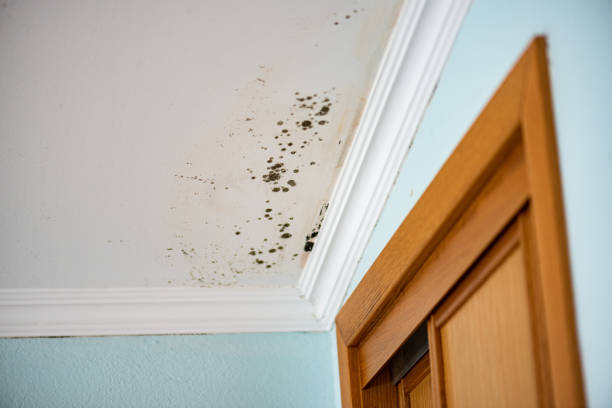 Best Bathroom Mold Remediation in Homer, MI