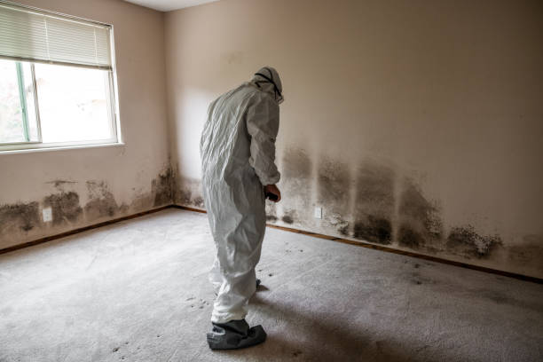 Best Residential Mold Remediation in Homer, MI