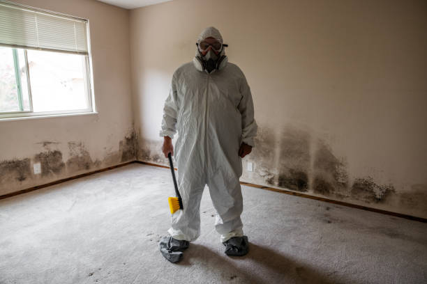 Best Mold Remediation for Specific Building Types in Homer, MI