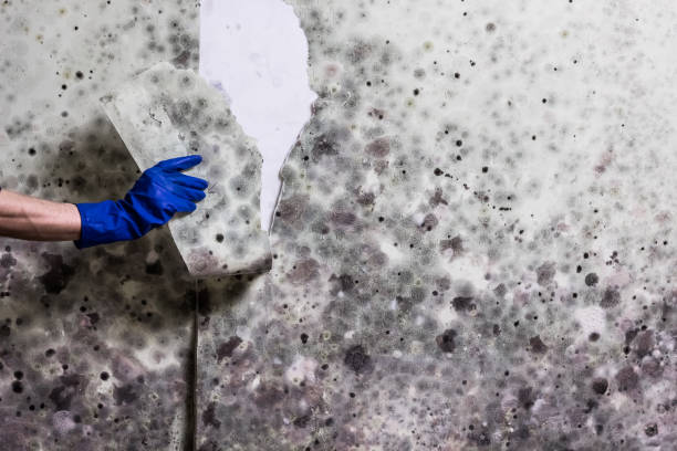 Best Bathroom Mold Remediation in Homer, MI