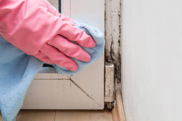 Best Residential Mold Remediation in Homer, MI