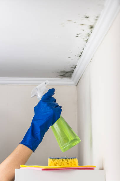 Best Attic Mold Remediation in Homer, MI